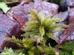 Climacium dendroides