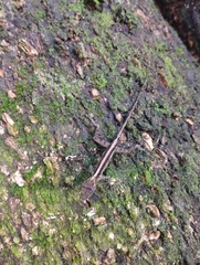 Anolis humilis