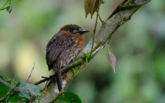 Malacoptila mystacalis