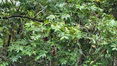 Macrolobium multijugum