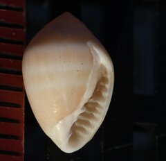 Melampus