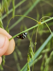 Bathyllus albicinctus
