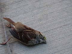 Zonotrichia albicollis