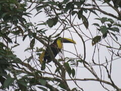 Ramphastos brevis