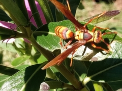 Polistes major