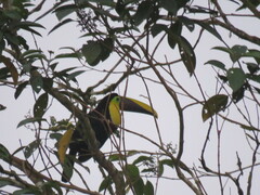 Ramphastos brevis