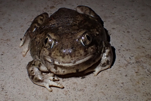 Mexican Spadefoot