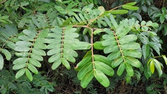 Macrolobium multijugum