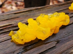 Dacrymyces chrysospermus