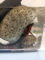 Cynops pyrrhogaster