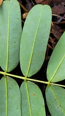 Macrolobium multijugum