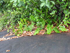 Philodendron billietiae