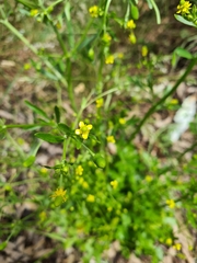 Ranunculus sceleratus