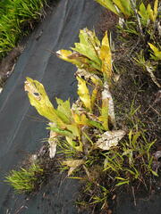 Anthurium jenmanii