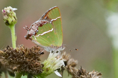 Chlorostrymon simaethis