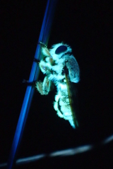 Megaphorus