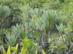 Clusiaceae