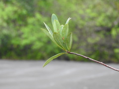 Clusiaceae