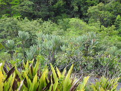 Clusiaceae