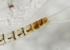 Leucrocuta aphrodite