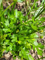Ranunculus sceleratus