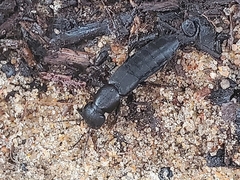 Ocypus nitens