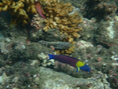 Thalassoma lucasanum