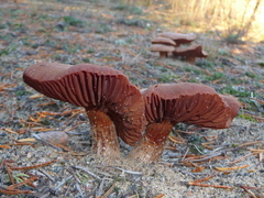 Laccaria maritima