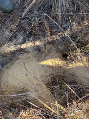 Peromyscus polionotus