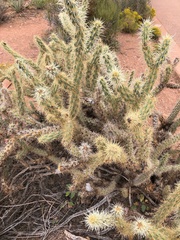 Cylindropuntia acanthocarpa acanthocarpa