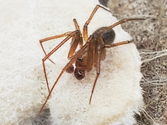 Nesticodes
