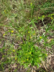 Ranunculus sceleratus
