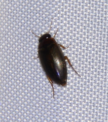 Copelatus chevrolati