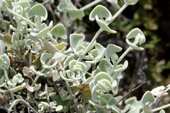 Chenopodium curvispicatum