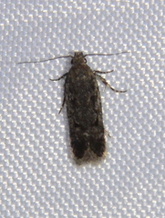 Filatima