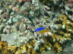 Stegastes flavilatus