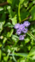 Ageratum littorale