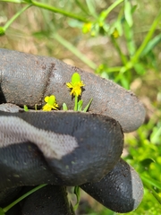 Ranunculus sceleratus