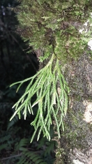 Lycopodium