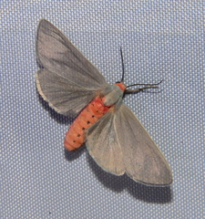 Pygarctia murina