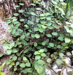 Callisia repens