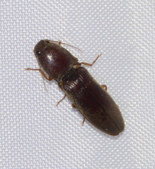 Conoderus parallelus