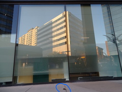 Zonotrichia albicollis