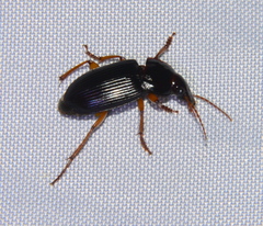 Harpalus