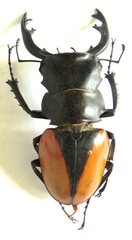 Odontolabis cuvera cuvera