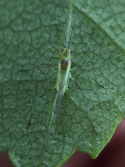 Euceraphis betulae