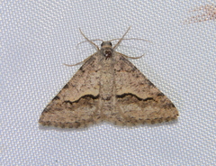 Frederickia s-signata