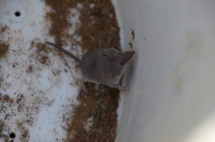 Notiosorex crawfordi