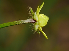Ranunculus reflexus