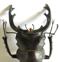 Odontolabis cuvera cuvera